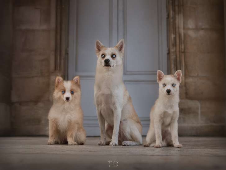 L'Univers de Sibie et Uki