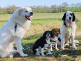 Educanine Ancenis / Saint-Herblon