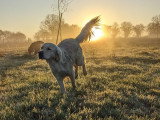 Educanine Ancenis / Saint-Herblon