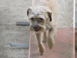 Educanine Ancenis / Saint-Herblon