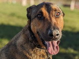 Educanine Ancenis / Saint-Herblon