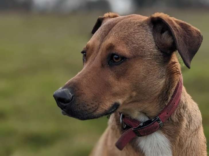 Educanine Ancenis / Saint-Herblon