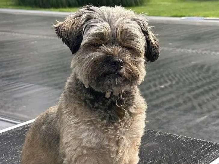 Au Paradis des Petits Chiens