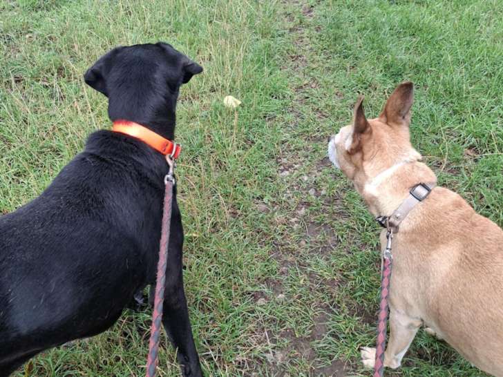 Besoin D'Un Coup D'Patte ?