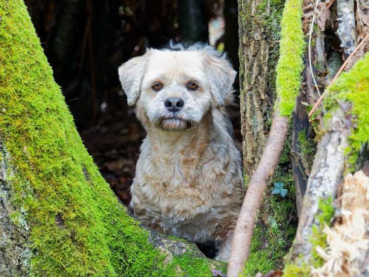 L'École des Chiens d'Ange
