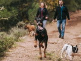 Dog Academia Cévennes