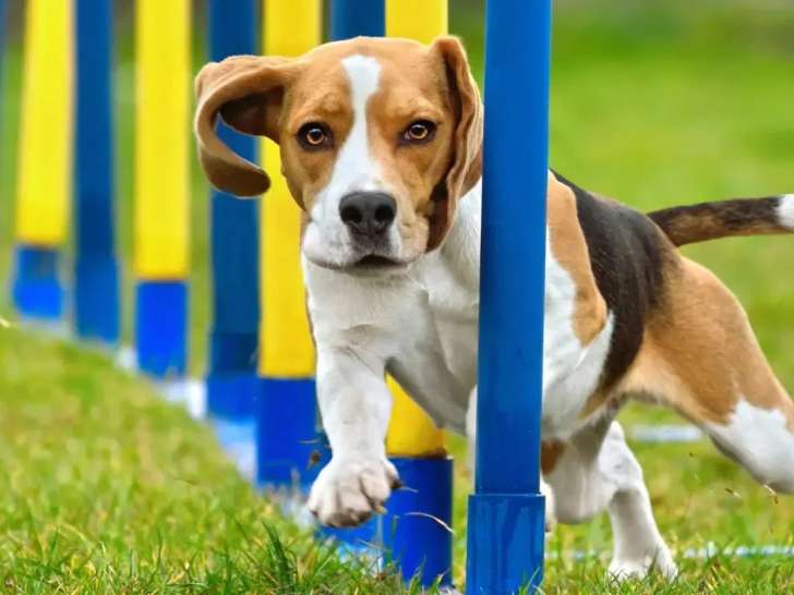 Dog Academia Cévennes