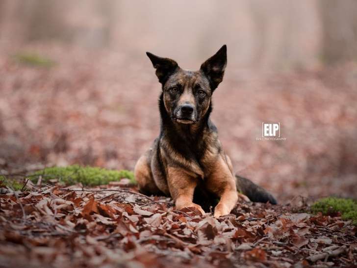 KH Services Animaliers