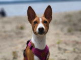 Pakiti Basenji