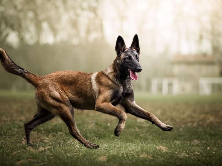 L'accompagnement des chiens