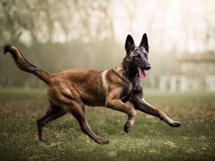 L'accompagnement des chiens