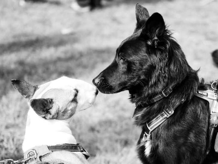 Caractères de chien