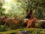 Chiot berger malinois en foret