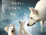 TiDoom Djebelle - Bergers Blancs Suisse de la Comète Blanche