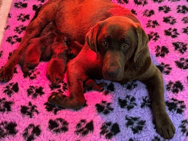 Du Domaine De Terrut