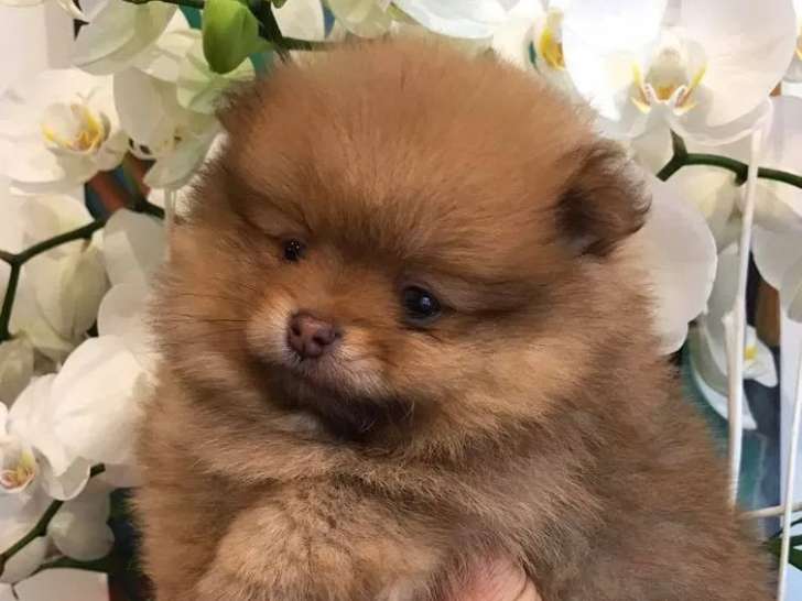 Des Oursons des Arums