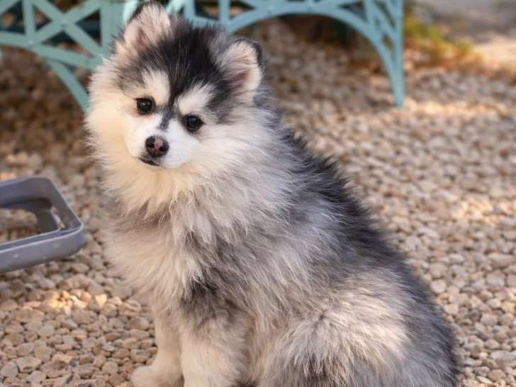 Des Pomsky’s du Soleil