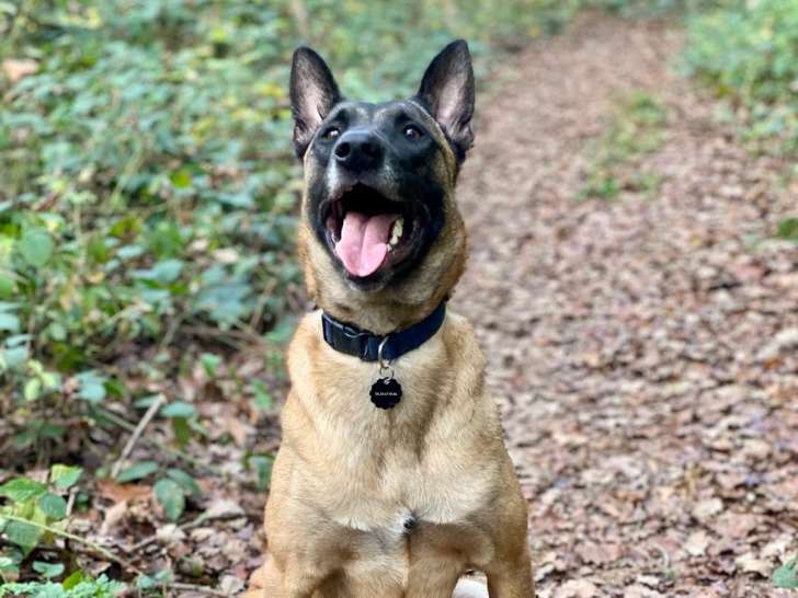 Des truffes & des pattes