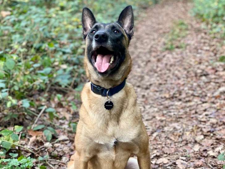 Des truffes & des pattes