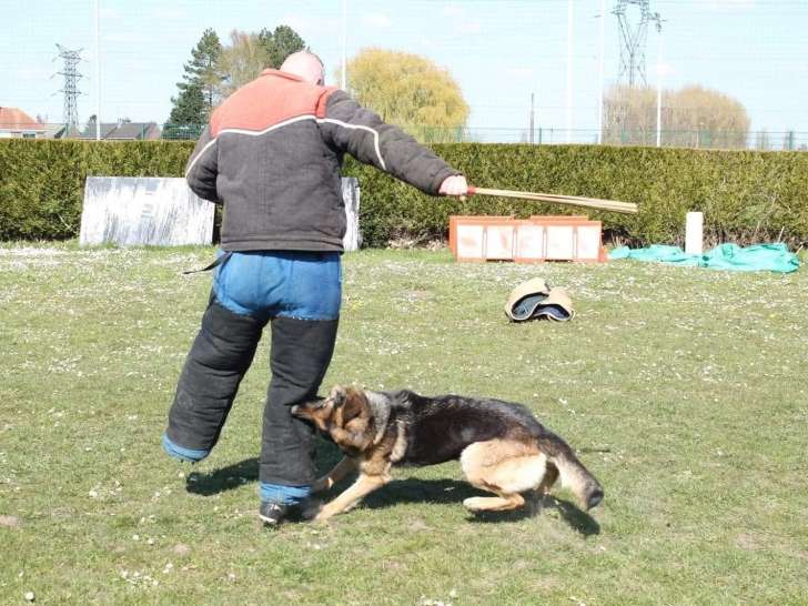 Education Canine Cominoise