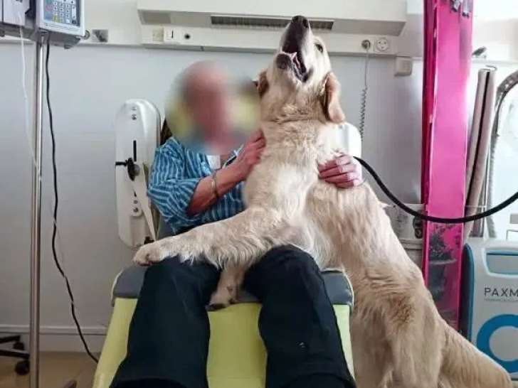 La thérapie avec les quatres pattes