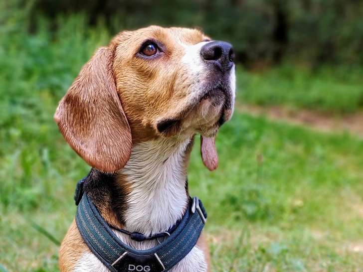 La main dans la patte