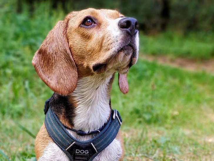 La main dans la patte