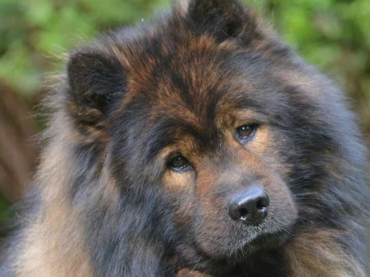 La Zoothérapie de Faïd'Rone