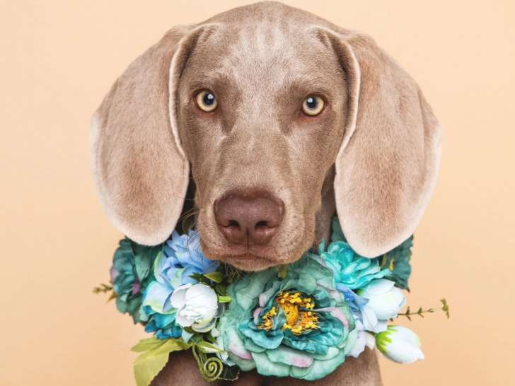 Mon Humain de Compagnie