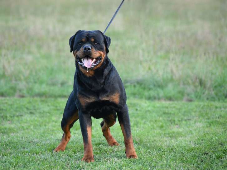 Sur La Voie de la Reconnaissance