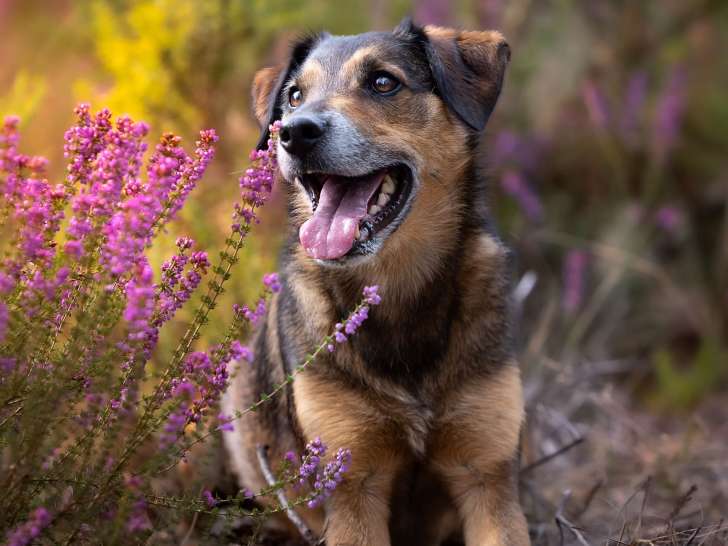 Simkoden - Mon chien & moi