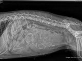 Radiographie des chiots
