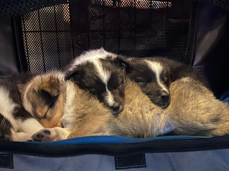 Les Bergers des shetlands du Domaine des Rioults