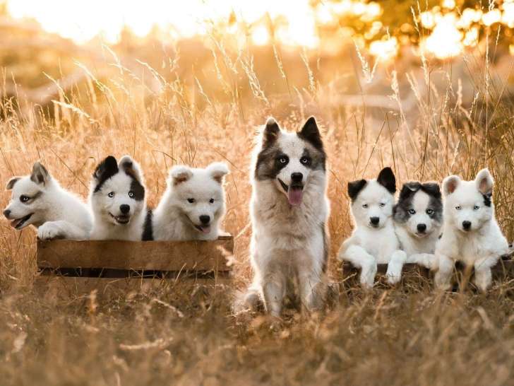 La meute des 3 sources