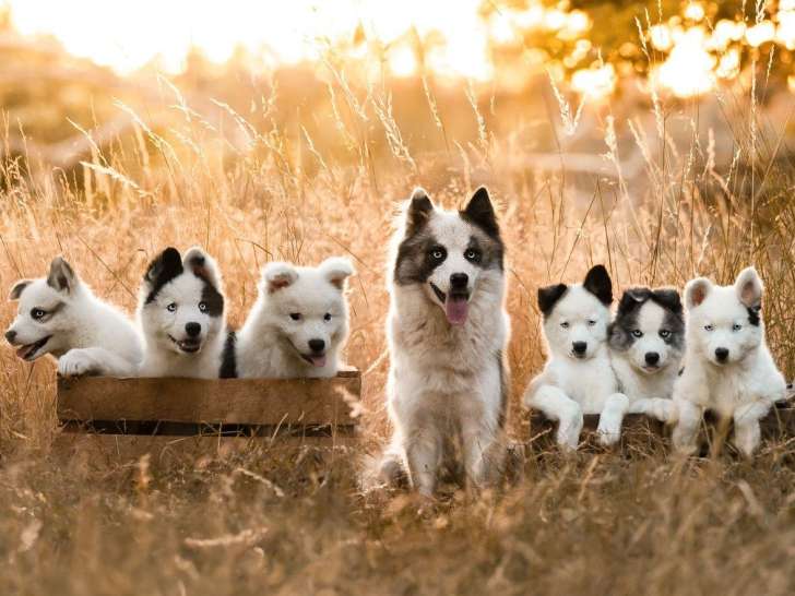 La meute des 3 sources