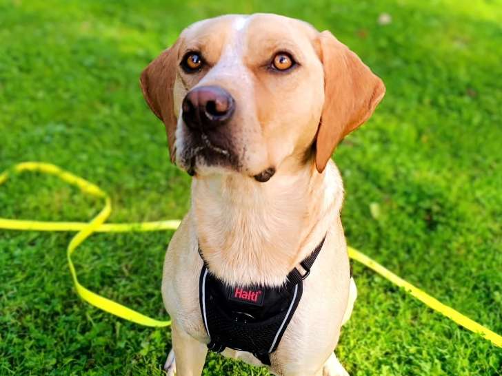 En route les Pattounes