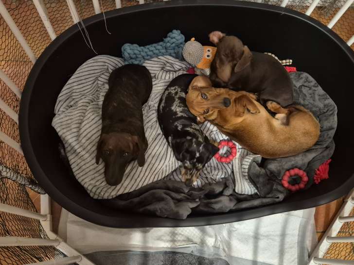 Du Domaine des Fétiches