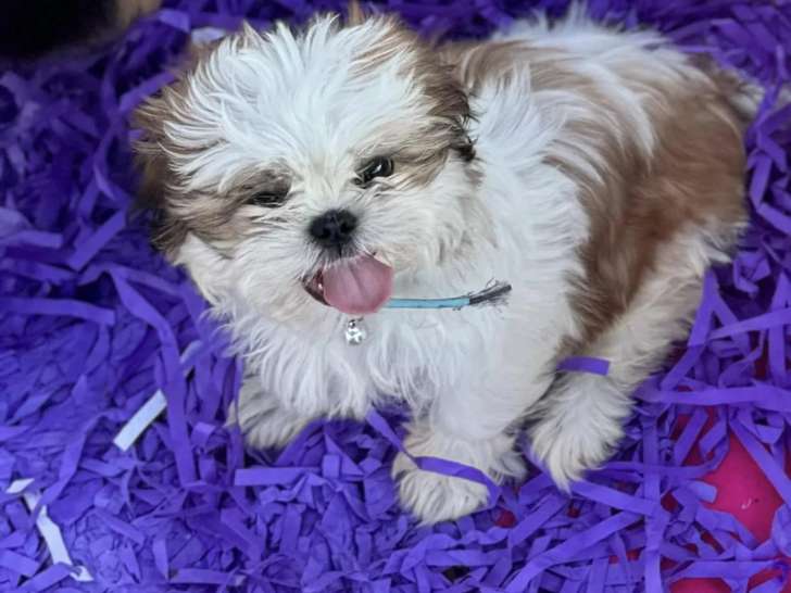 Petits Bouts du Bonheur