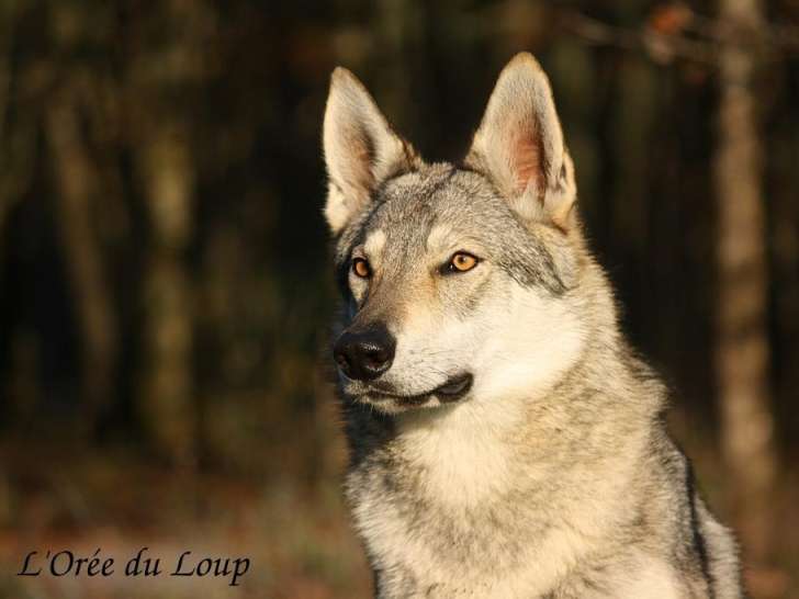 L'Orée du Loup