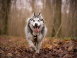 L'Instinct Canin