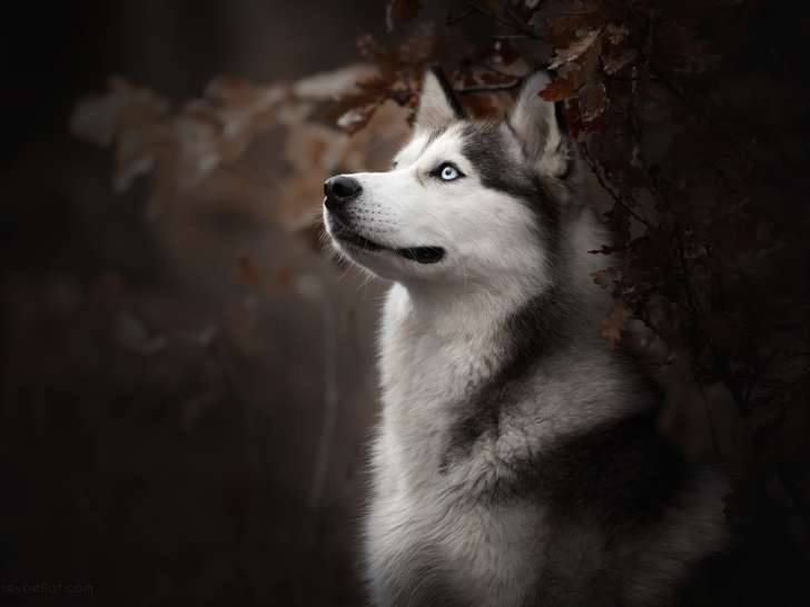L'Instinct Canin