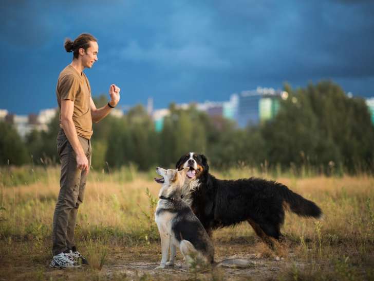 Les Ateliers du Chien