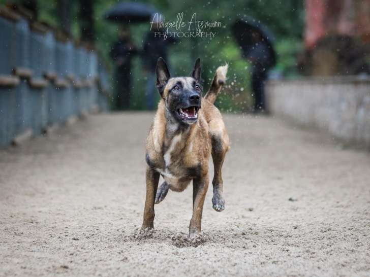 Les Gardiens d'Amarok