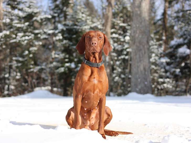 Azucena, femelle reproductrice