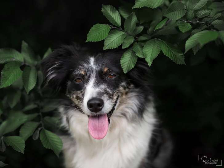 Saisir l'Instant Photographie