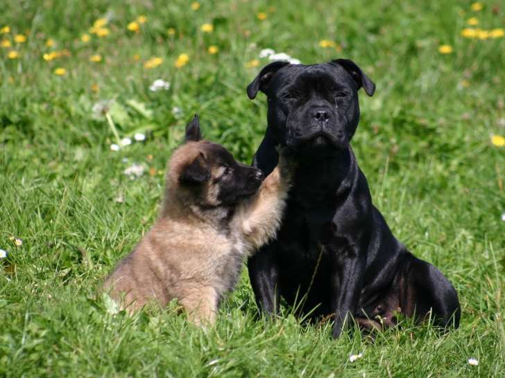 Les Chiens du Paradis