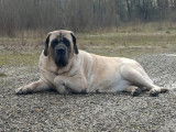 Mastiff du Tarn Garonne