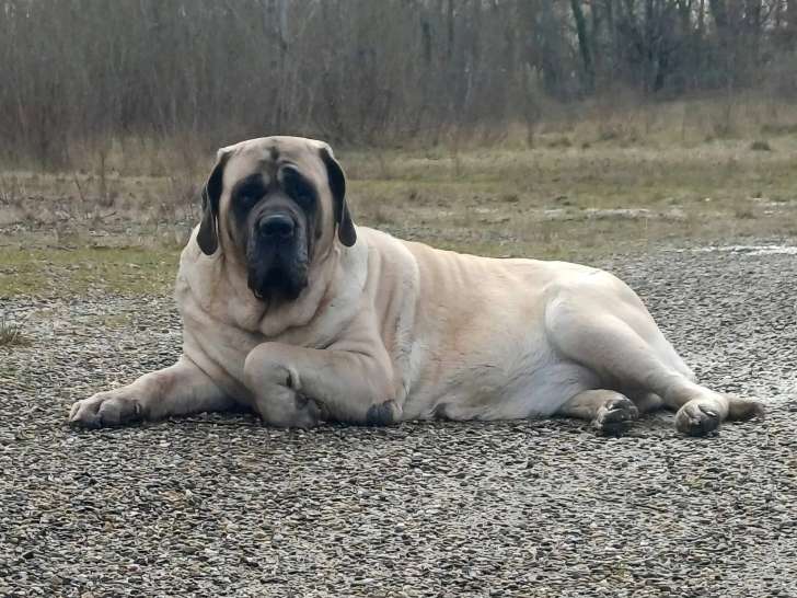 Mastiff du Tarn Garonne
