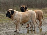 Mastiff du Tarn Garonne