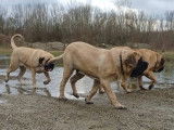 Mastiff du Tarn Garonne